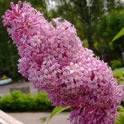 фотографии Сирень венгерская (V3л)(цветки лиловые)