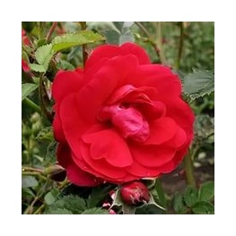Роза канадская плетистая Генри Келси (ярко-красные, полумахровые, высота до 4 м)