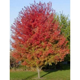 Клен остролистный Отумн Блейз (V40л Н250-300) (лист осенью оранжево-красный, цв.красн,высота до 20м)
